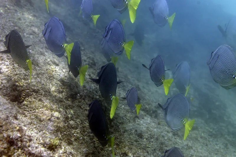 Photo: Michael Vos Photo. Cabo San Lucas