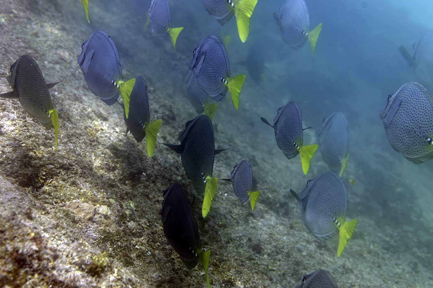 Photo: Michael Vos Photo. Cabo San Lucas